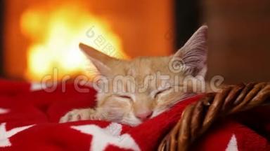 小猫睡在壁炉边的红毯子上